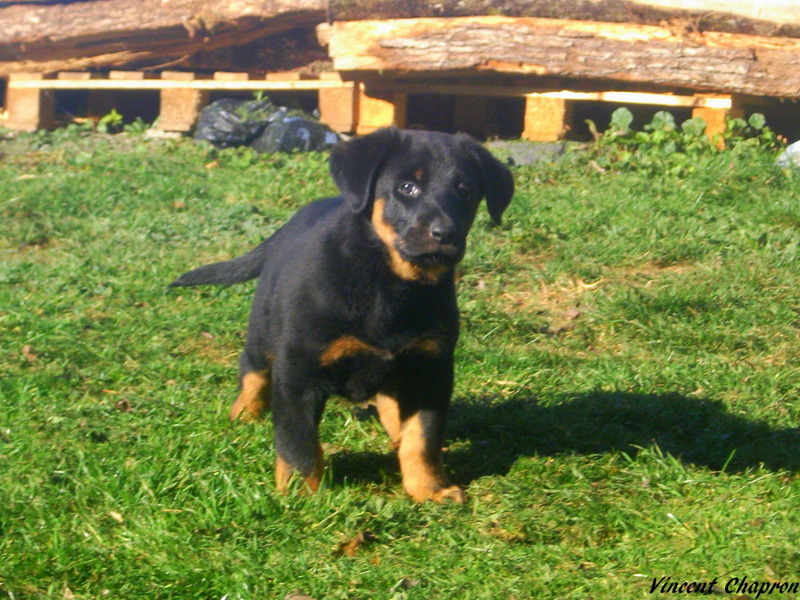 Feduccia de la case des loups