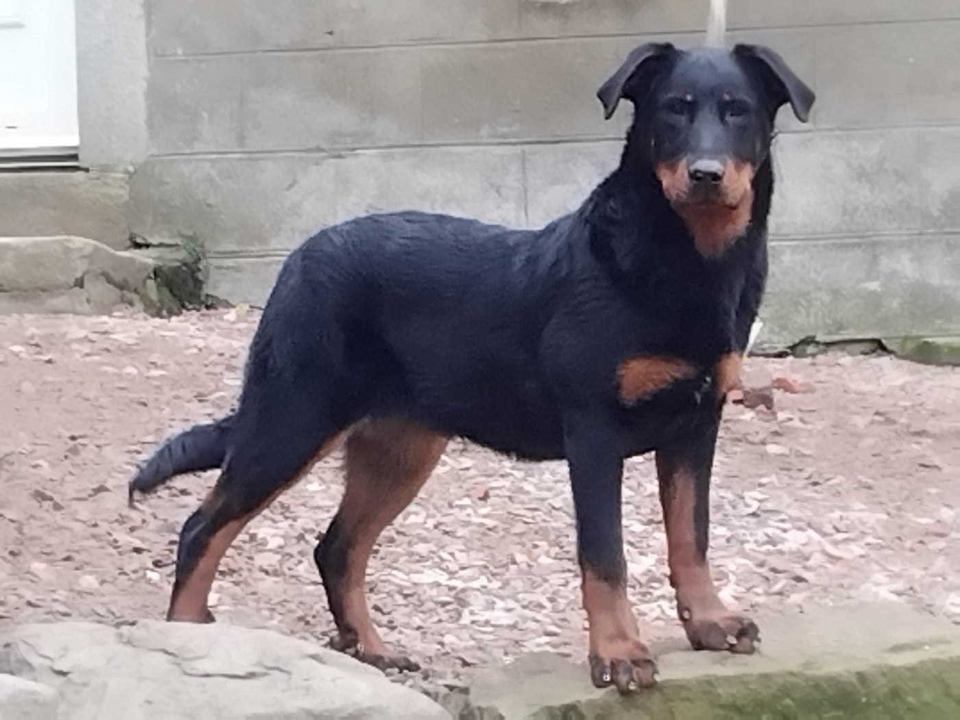 Alpine de la case des loups