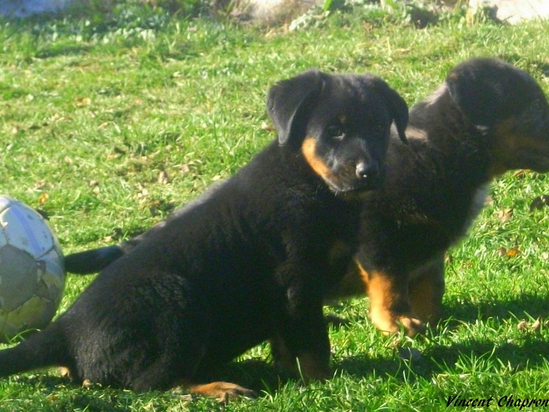 Feduccia de la case des loups