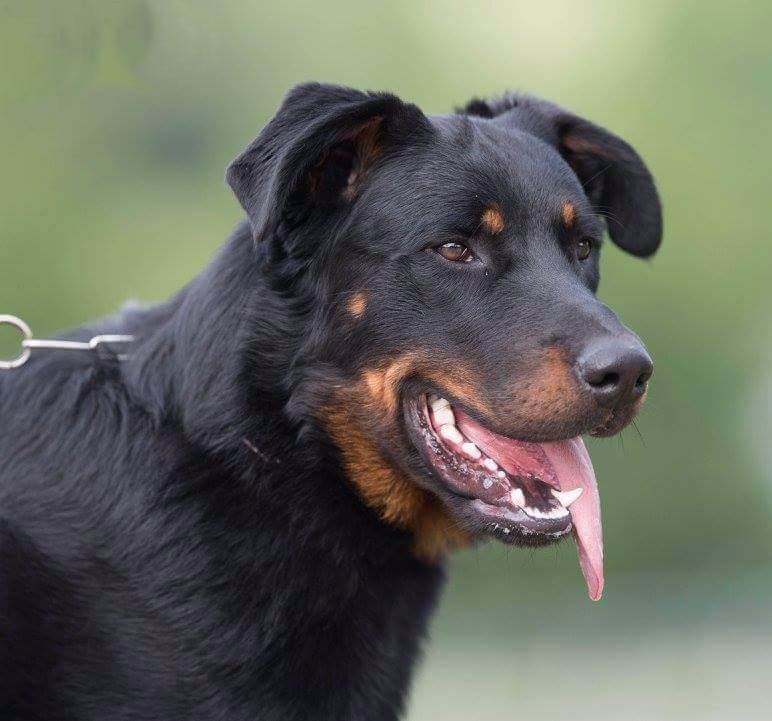 Publication : de la case des loups Auteur : Vincent Chapron