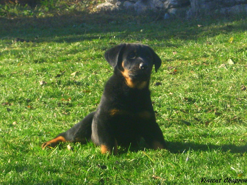 Feduccia de la case des loups