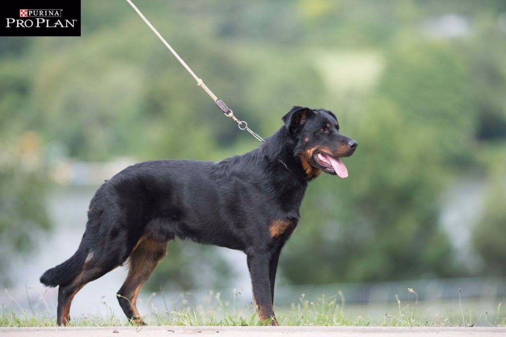 Publication : de la case des loups Auteur : Vincent Chapron