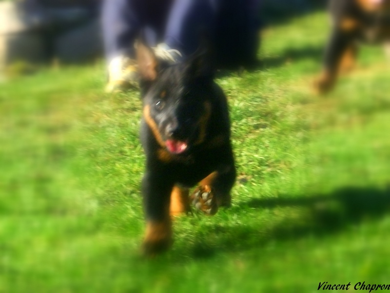 Feduccia de la case des loups