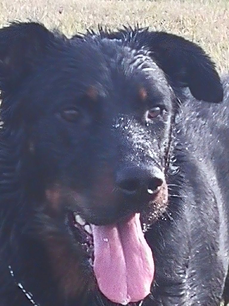 Publication : de la case des loups Auteur : Vincent Chapron