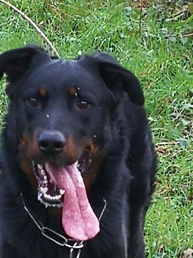 Publication : de la case des loups Auteur : Vincent Chapron