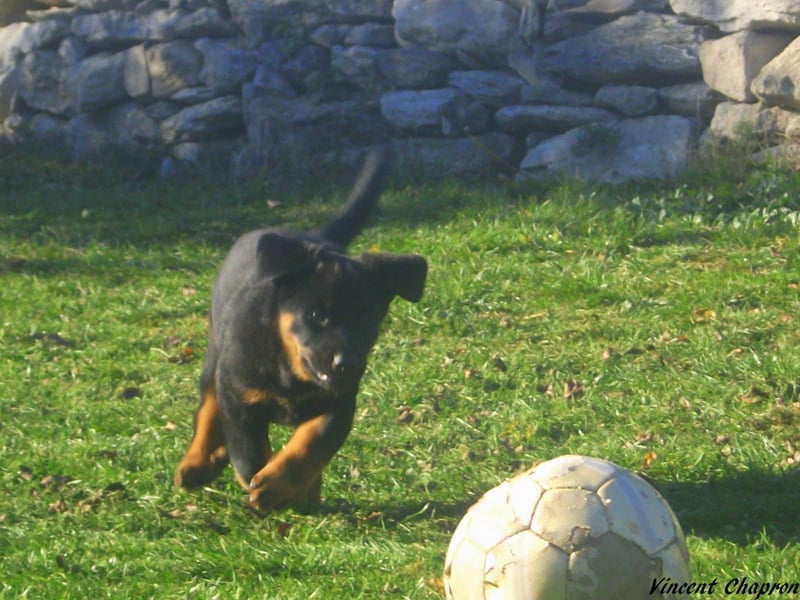 Feduccia de la case des loups