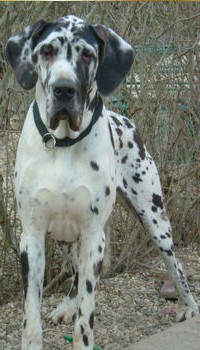 Publication : Des terres de brandon