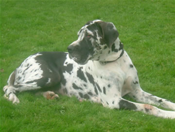 Publication : Des terres de brandon