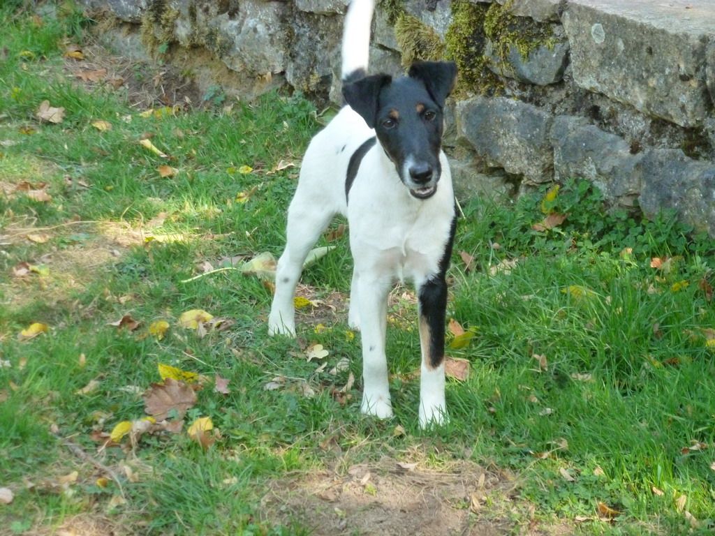 du manoir des presles - Fox Terrier Poil lisse - Portée née le 22/04/2018