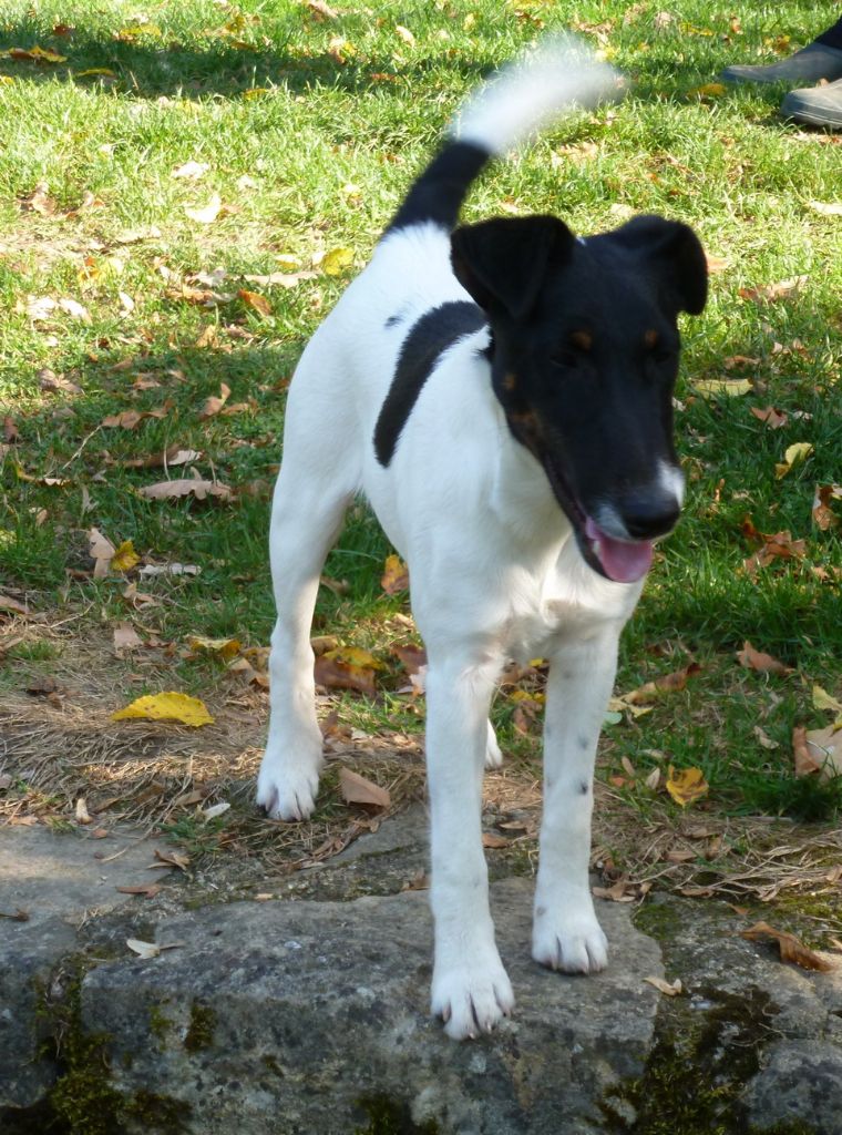 du manoir des presles - Fox Terrier Poil lisse - Portée née le 05/04/2018