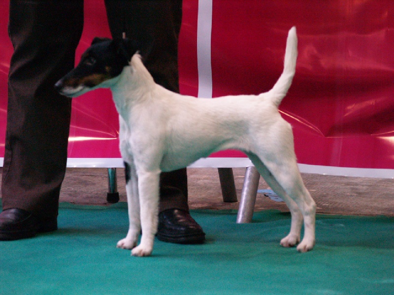 CH. Diamantine du manoir des presles - 1ERE EXC CL INTER