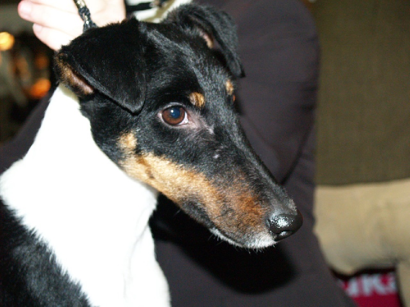 CH. Diamantine du manoir des presles - 1ERE EXC CL INTER CAC-QC CACIB