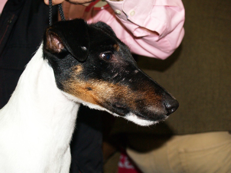 CH. Dandy du manoir des presles - 1ER EXC CL INTER CAC-QC CACIB M RACE