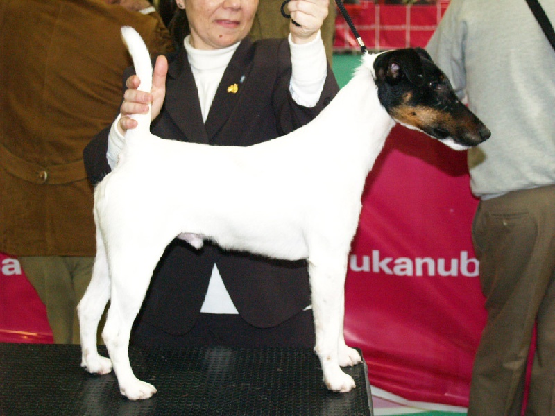 CH. Dandy du manoir des presles - 1ER EXC cl inter CACIB CAC M.RACE PORTO WINNER 2010