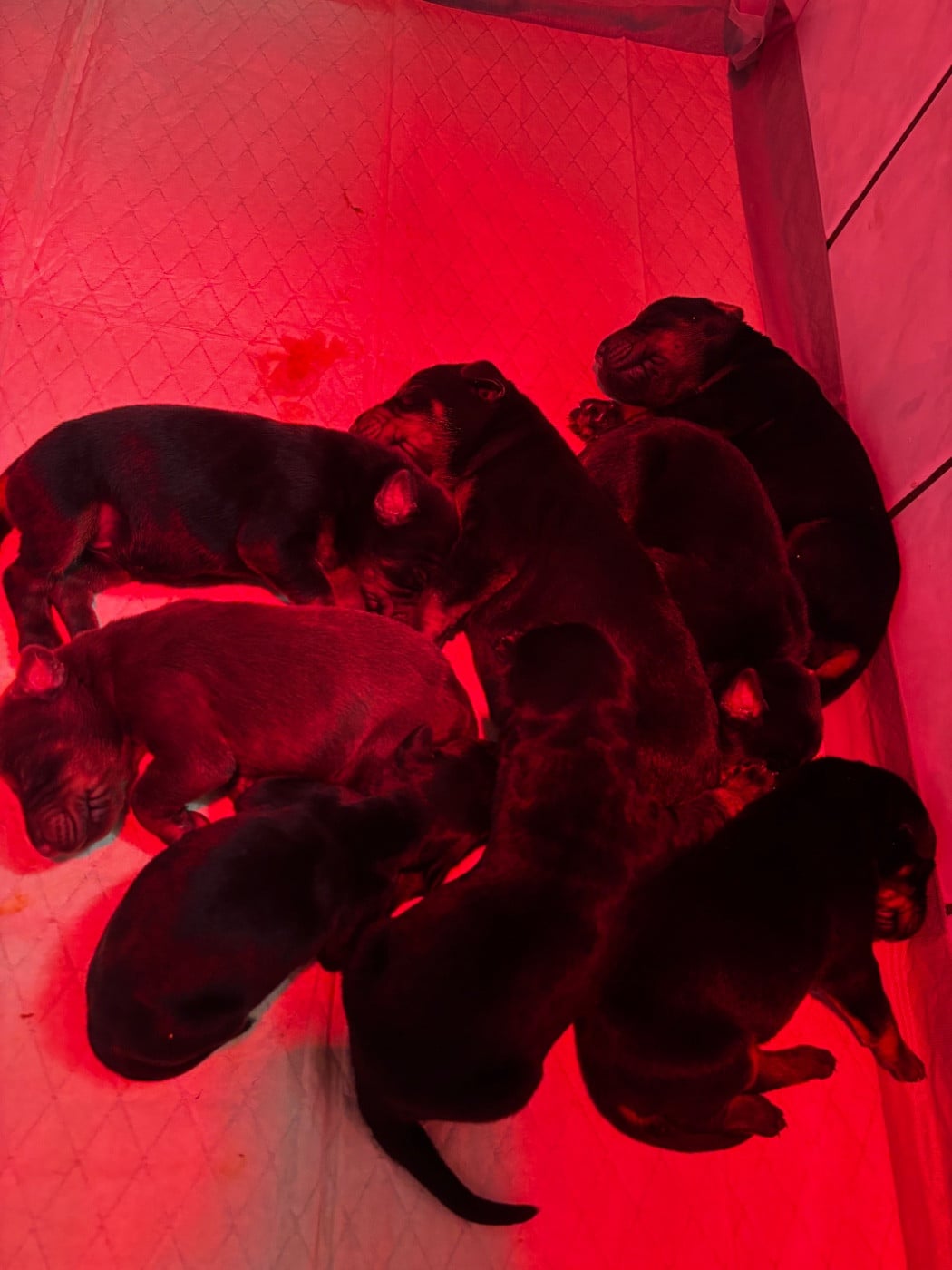CHIOT 1 - Dobermann