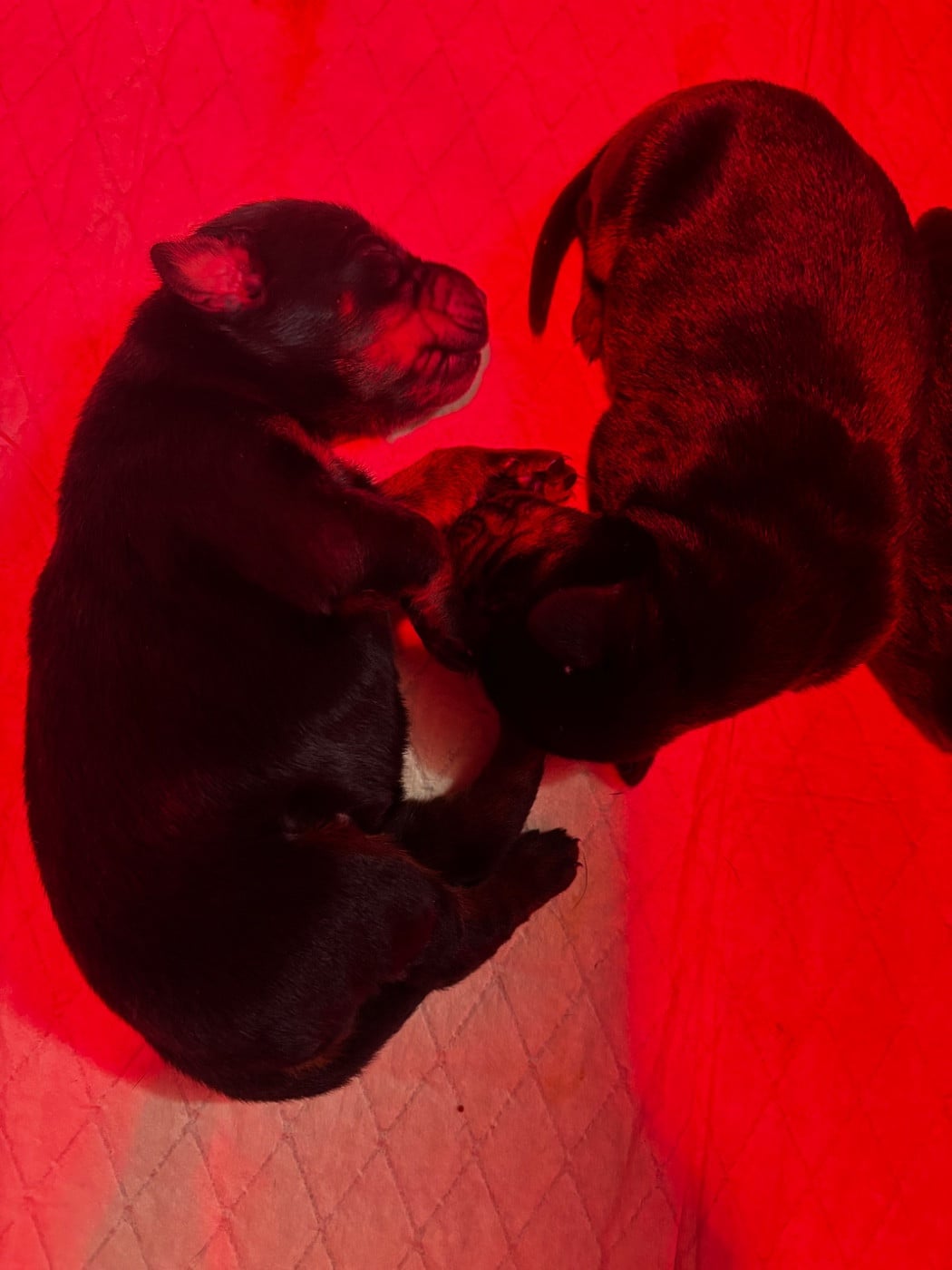 CHIOT 2 - Dobermann