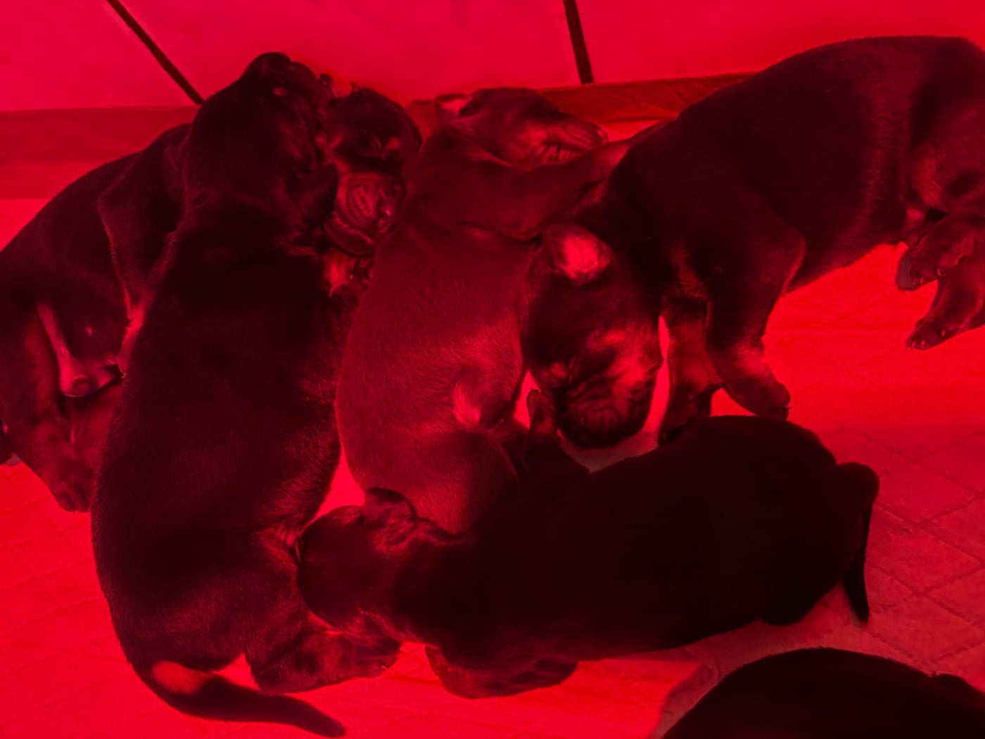 CHIOT 3 - Dobermann