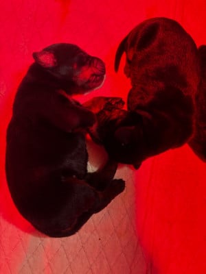 Les chiots de Dobermann