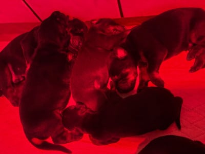 Les chiots de Dobermann