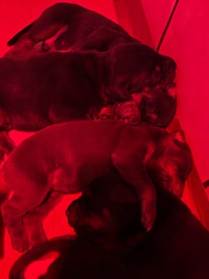 Les chiots de Dobermann