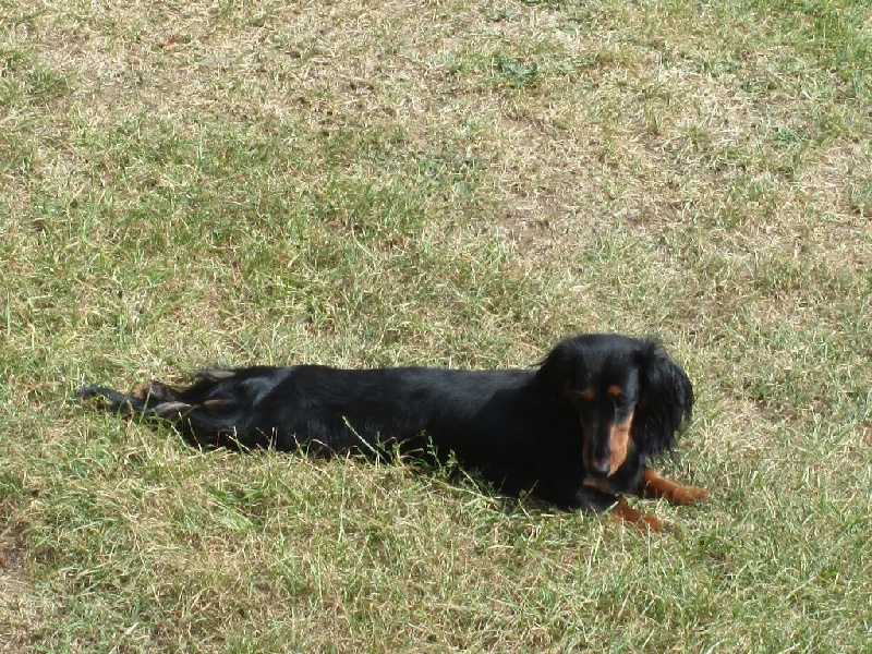 Insiste du domaine de Locus