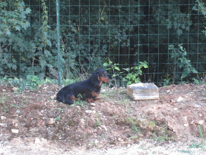 Insiste du domaine de Locus