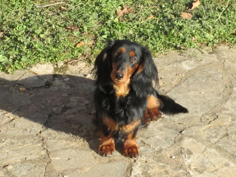 Insiste du domaine de Locus