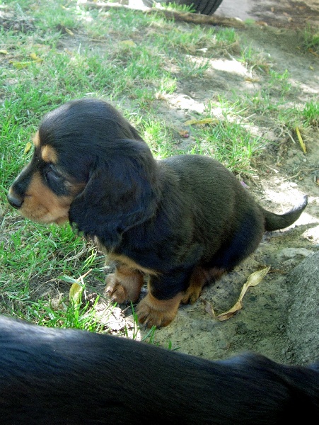 Insiste du domaine de Locus