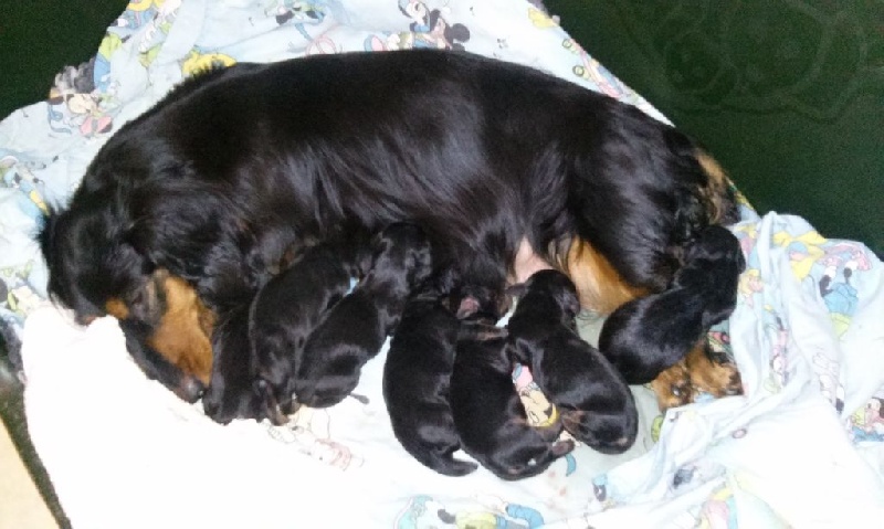 Insiste du domaine de Locus