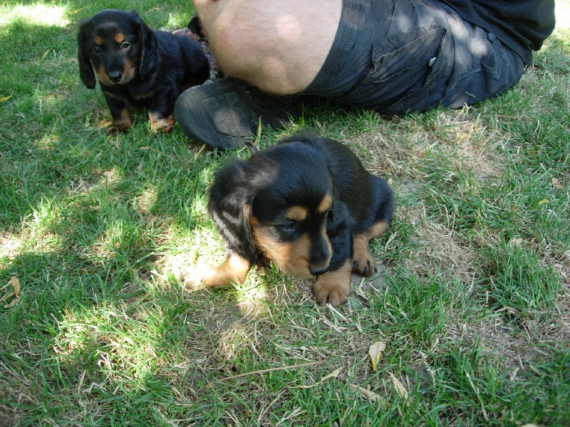 Insiste du domaine de Locus