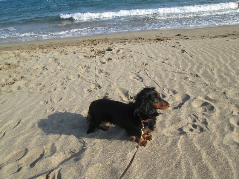 Insiste du domaine de Locus