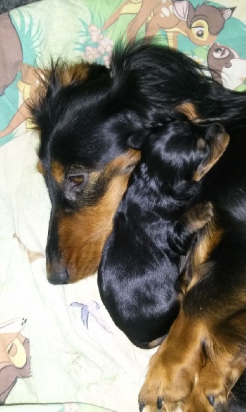 Insiste du domaine de Locus