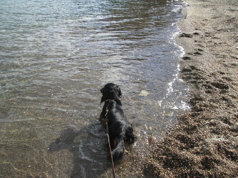 Insiste du domaine de Locus