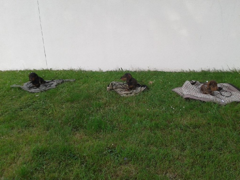 Insiste du domaine de Locus