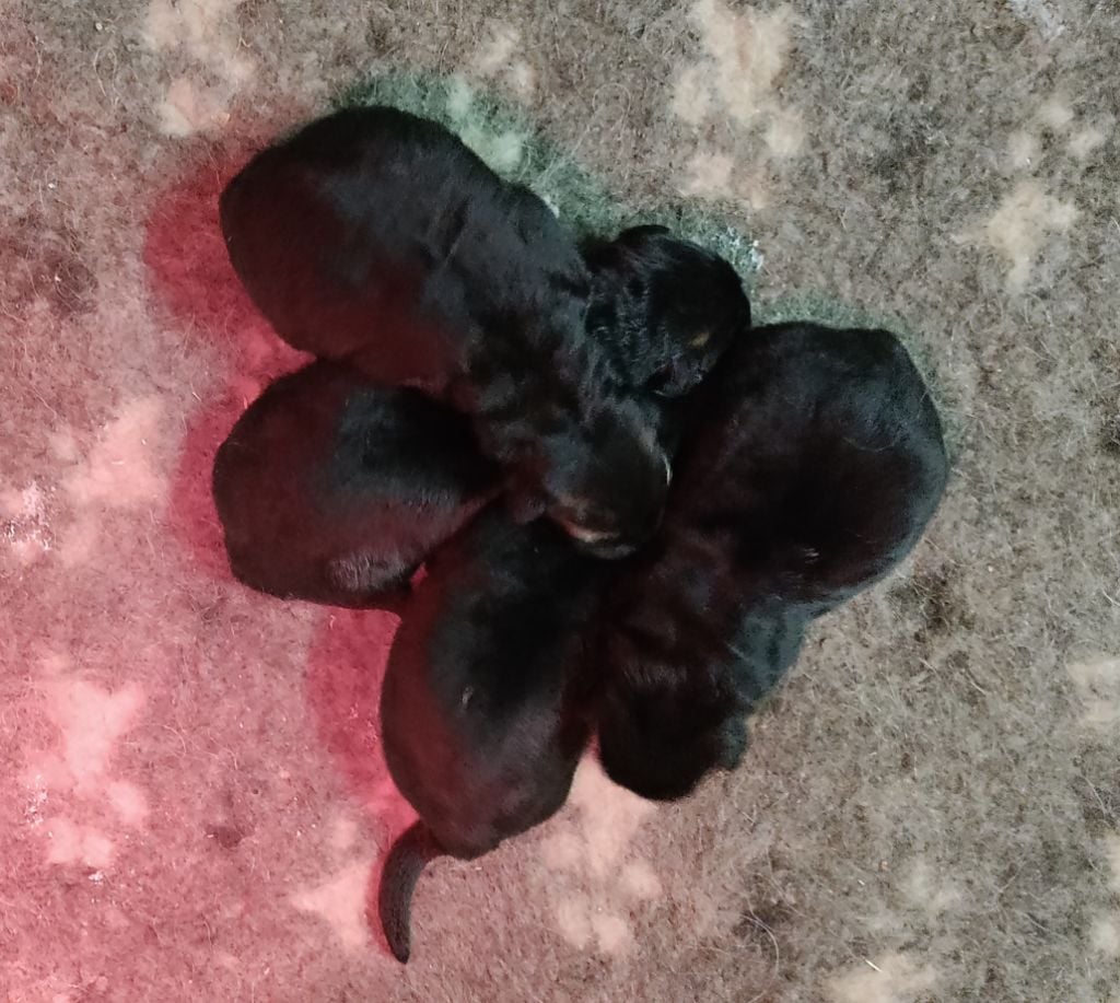 ASLAN - Berger Allemand Poil Long