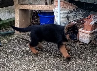 Les chiots de Berger Allemand Poil Long