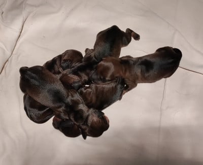 Les chiots de Teckel poil dur