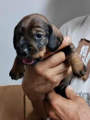 Les chiots de Teckel poil dur