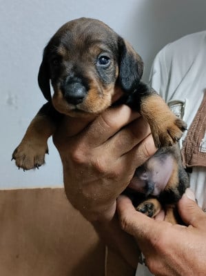 Les chiots de Teckel poil dur
