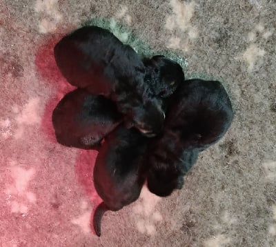 Les chiots de Berger Allemand Poil Long