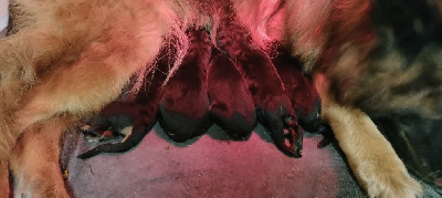 Les chiots de Berger Allemand Poil Long