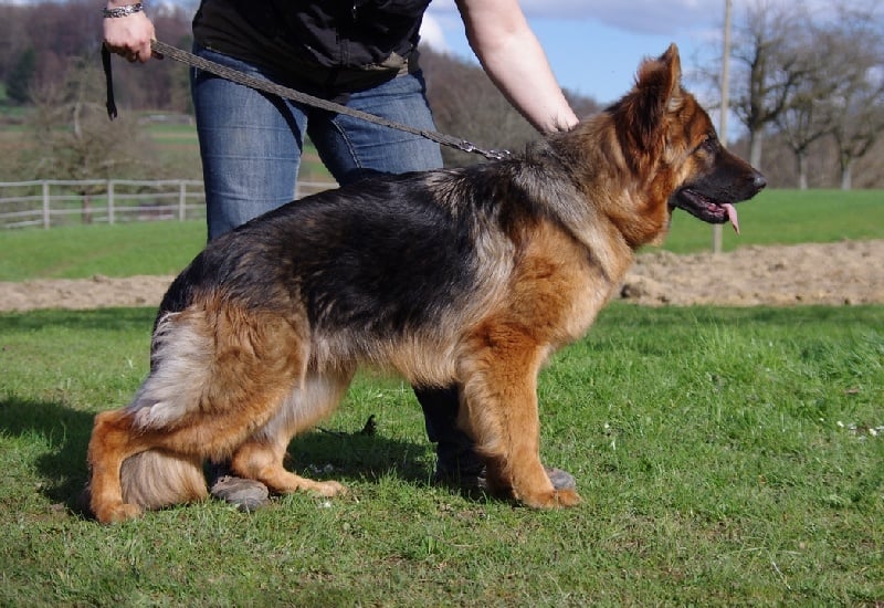 CH. Hermione du domaine de Locus - 1er Très Prometteur