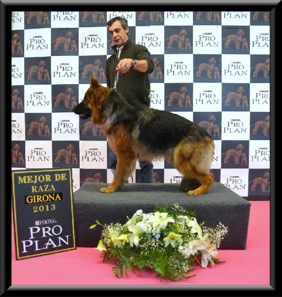 CH. Hermione du domaine de Locus - 1er Excellent Meilleure Jeune + BOB