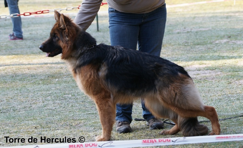 CH. Hermione du domaine de Locus - 2ème VV