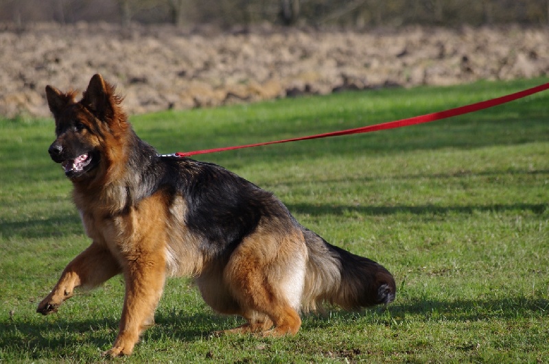 CH. Hermione du domaine de Locus - SG16