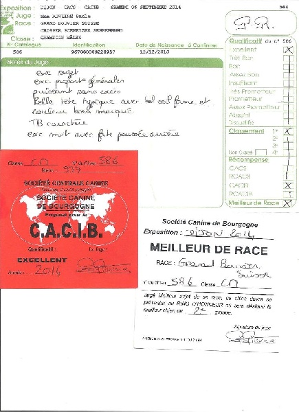 CH. Jarod van't samaika nest - 1 EXC CACIB BOB