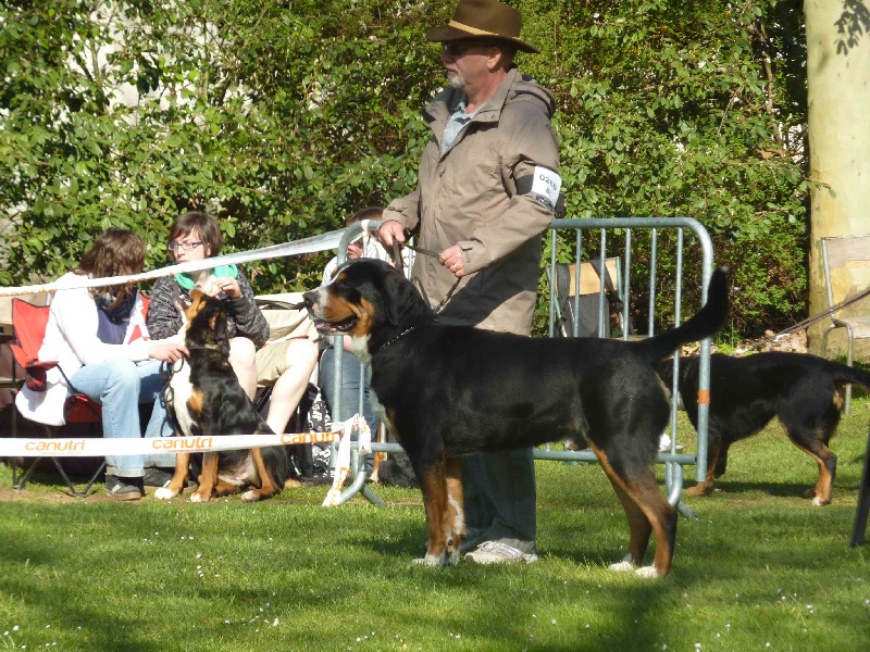CH. Jarod van't samaika nest - 1ER EXC classe champion