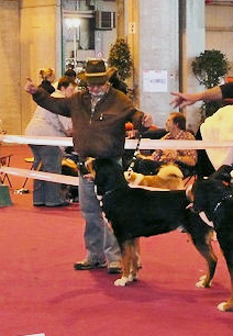 CH. Jarod van't samaika nest - 1er EXC RCACS