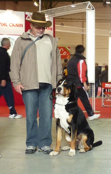 CH. Jarod van't samaika nest - 1er EXC Meilleur Jeune