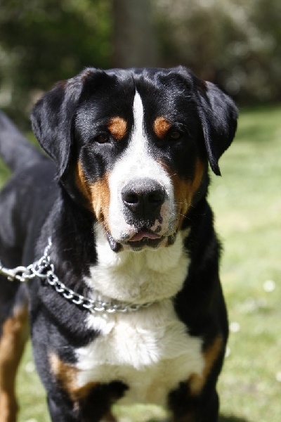 CH. Jarod van't samaika nest - 1er EXC CACS Meilleur de race (BOB)